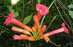 Flowers at Cove Creek