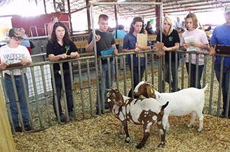 Pickens County 4-H Livestock Judging
