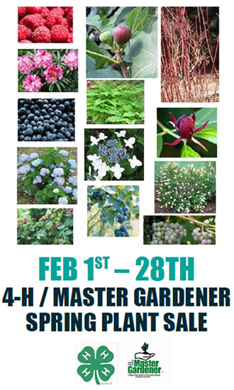 4-H Master Gardener Plant Sale Begins February 1st