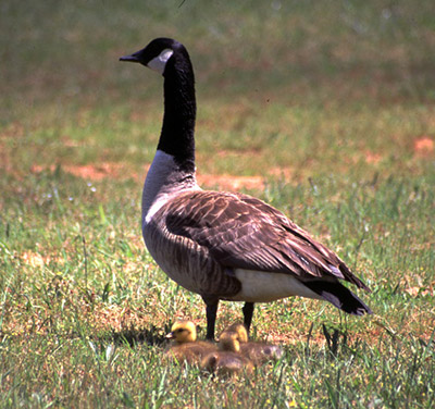 BE PATIENT WITH FLIGHTLESS CANADA GEESE THIS SUMMER