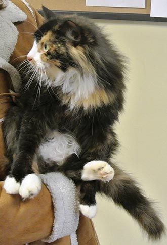 Four Legged Love From Edlyn