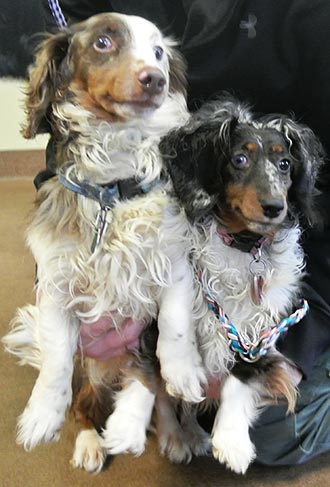 Four Legged Love From Henlen and Brisco