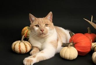 Thanksgiving and Your Pet
