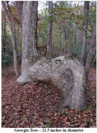 Trail Tree Newsletter January 2015