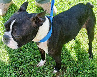 Four Legged Love From Abby Mallard