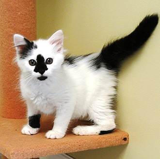 Four Legged Love From Kittens