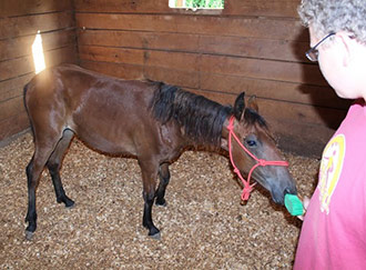 Local 4-Hers participate in Youth and Yearling Mustang Challenge