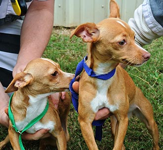 Four Legged Love From Ann & Dan