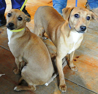 Four Legged Love From Apollo & Mickey