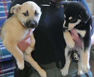 Four Legged Love From Ava and Brina