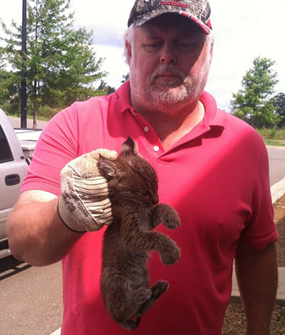 Baby Bobcat Found Behind Rocco's Pub