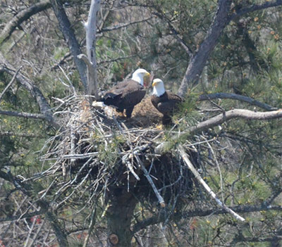 DNR SURVEY SHOWS BALD EAGLES NESTING AT RECORD LEVELS IN STATE