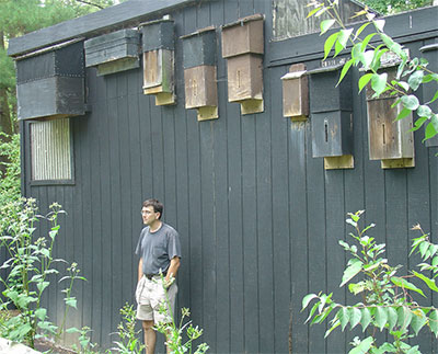 BAT WATCHERS WANTED FOR DNR SUMMER MONITORING PROJECT