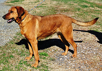 Four Legged Love From Boney