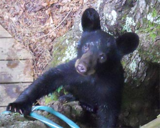 HOW TO DISCOURAGE NUISANCE WILDLIFE ISSUES - New Webpage Provides Tips