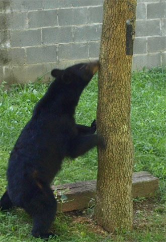 WANDERING BEARS SEEN DURING SPRING IN GEORGIA