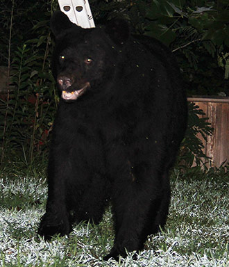 HELP PREVENT NUISANCE BEAR ISSUES – MAKE “TEMPTING FOODS” UNAVAILABLE