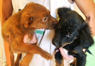 Four Legged Love From JJ & Bear
