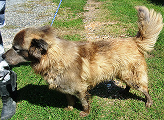 Four Legged Love From Bellamy