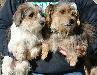 Four Legged Love From Benjie and Tiffaney