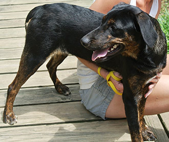 Four Legged Love From Bess