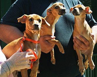 Four Legged Love from Bonnie's Pups