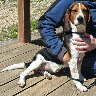 Four Legged Love From Bosley