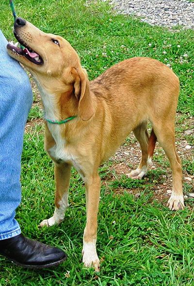 Four Legged Love From Brad