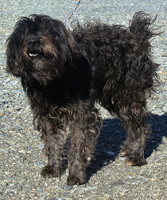 Four Legged Love From Brady