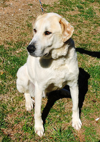 Four Legged Love From Buddy