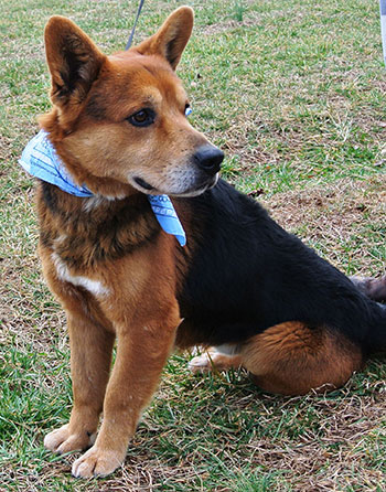 Four Legged Love From Buddy