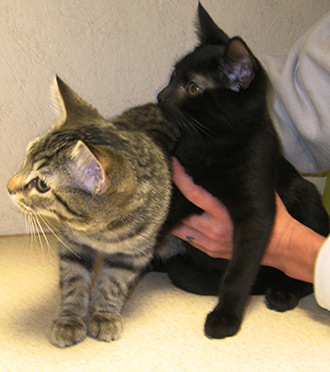 Four Legged Love From Hermie & Bumble