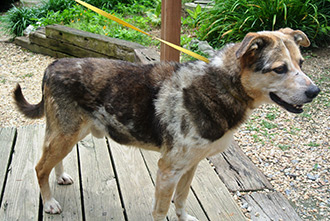 Four Legged Love From Buster