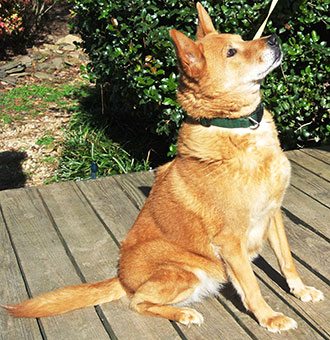 Four Legged Love From Cassie