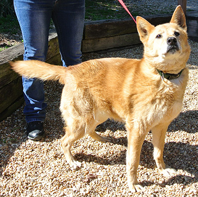 Four Legged Love From Cassie