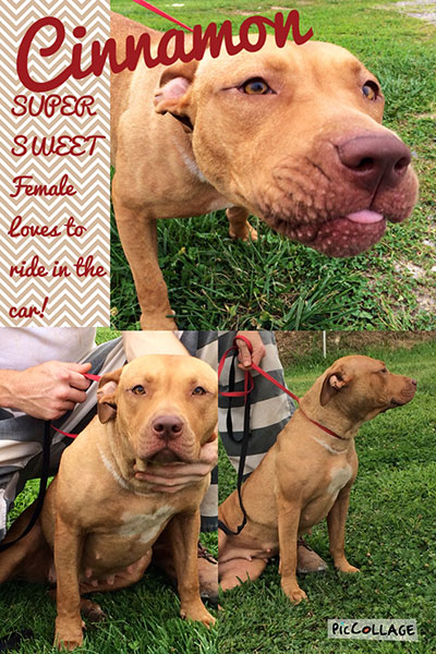Four Legged Love From Cinnamon