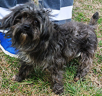 Four Legged Love From Coco