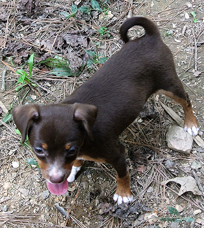 Four Legged Love From Coco