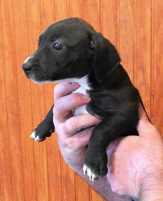 Four Legged Love From Cupcake