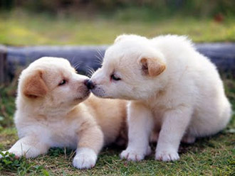 Kennel Cough