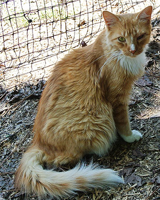 Four Legged Love From Deacon