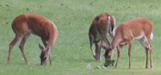 ARCHERY SEASON FOR DEER OPENS SATURDAY, SEPTEMBER 14