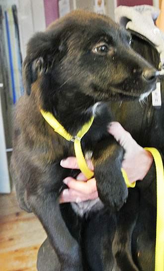Four Legged Love From Delta