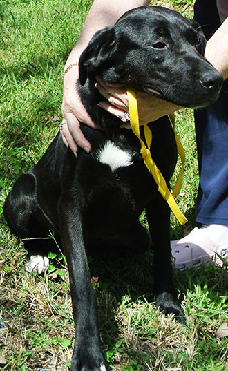 Four Legged Love From Didi