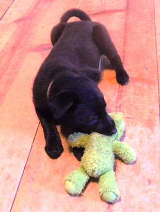 Four Legged Love From Dixie