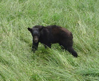 SPRING TIME MEANS BEAR SIGHTING TIME