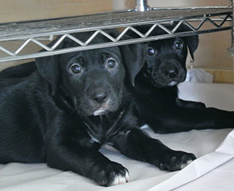 Four Legged Love From Doc's Puppies