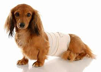 How To Wrap A Dog S Belly With An Ace Bandage How To Wrap A Dog S Belly With An Ace Bandage
