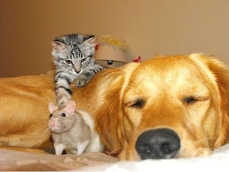 New Rodenticide Dangers for Our Pets