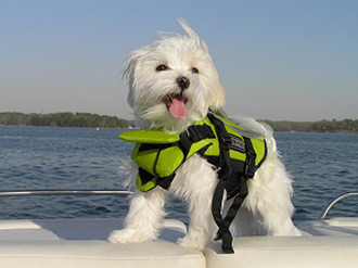 Water Safety for Dogs